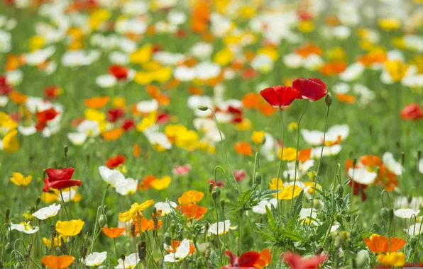 Field, grass, flowers, Maki, meadow