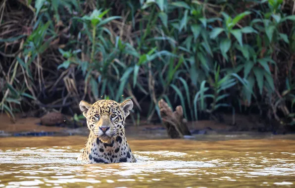 Cat, river, Jaguar, Brazil, The Pantanal, Cuiaba