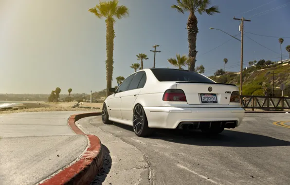 Picture Rear view, E39, Palm trees
