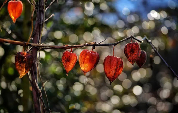 Light, nature, bright, branch, orange, flowers, physalis, bokeh