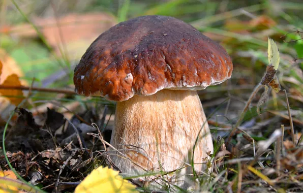 Picture macro, mushroom, Borovik