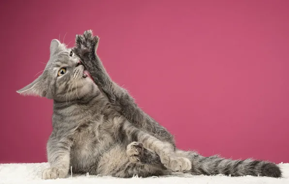 Cat, cat, look, pose, grey, paws, fur, pink background