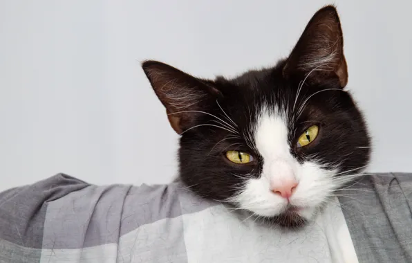 Cat, cat, look, face, background, portrait, fabric, black and white