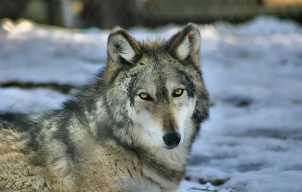 Picture nature, snow, predator, face, animal, wolf, wildlife, portrait