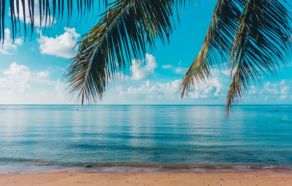 Sand, sea, wave, beach, summer, the sky, palm trees, shore