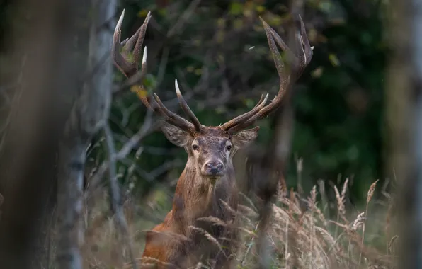 Picture forest, grass, trees, nature, animal, deer