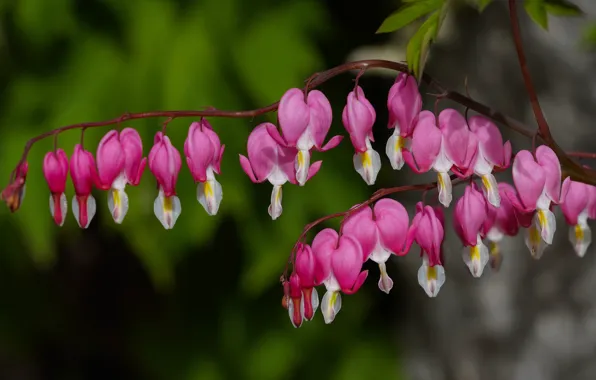 Flowers, pink, bokeh, broken heart, the bleeding heart
