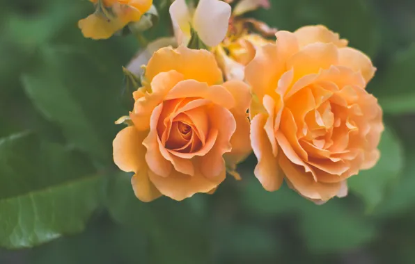 Macro, roses, Duo