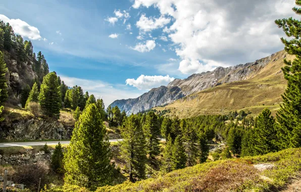 Road, greens, forest, the sky, the sun, clouds, trees, mountains
