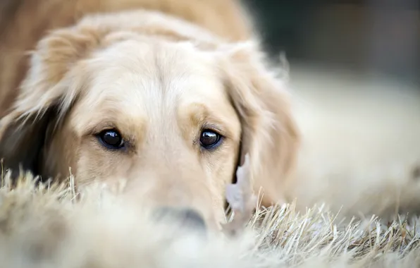 Picture each, dog, Retriever