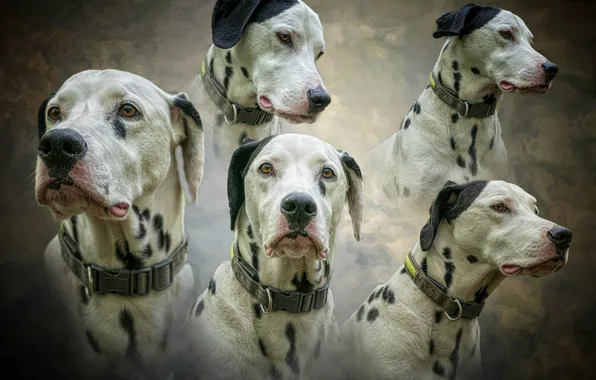 Dogs, portrait, dog, treatment, texture, Dalmatians, collar, light background