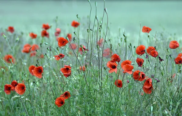 Summer, flowers, Mac, Maki, red, poppy field