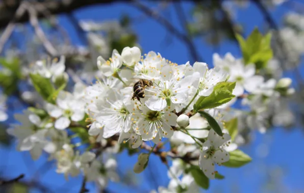Flowers, spring, may