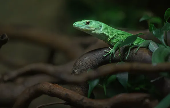 Look, leaves, branches, nature, lizard, green