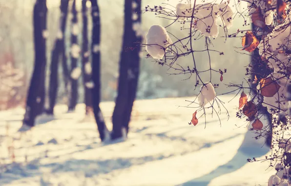 Winter, leaves, snow, branches, branch, trunks, focus