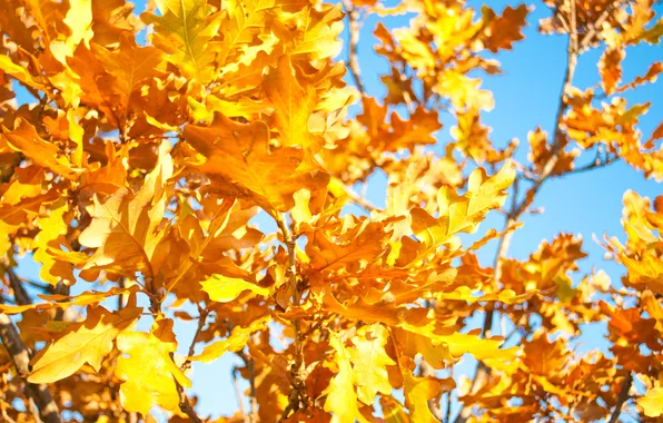 Autumn, the sky, leaves, heat, tree, branch, yellow, blue
