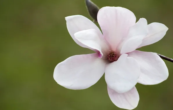 Picture macro, petals, Magnolia