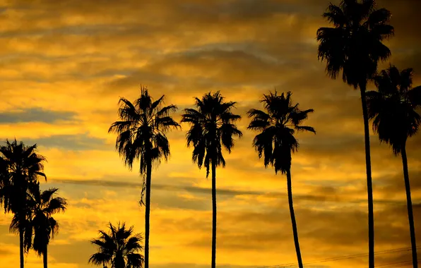 The sky, clouds, sunset, palm trees