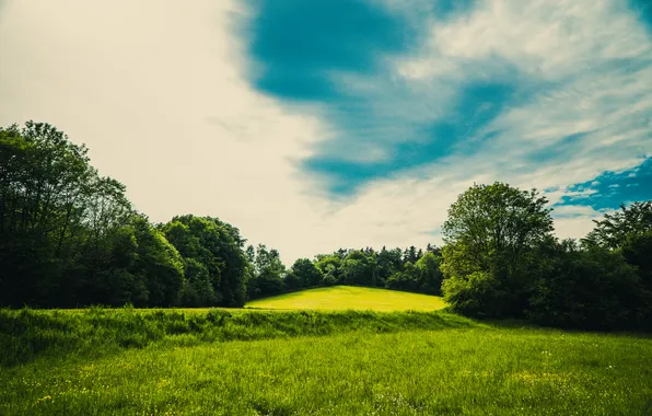 Picture field, the sky, grass, clouds, trees, flowers