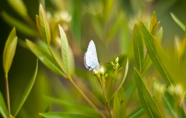 Greens, leaves, macro, nature, Wallpaper, butterfly, plants