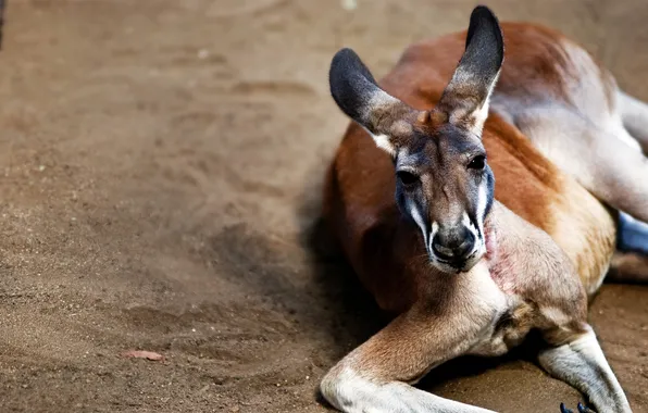Picture animal, kangaroo, resting