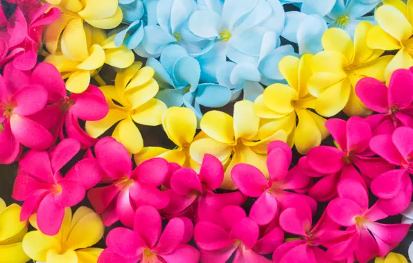 Flowers, colorful, pink, flowers, plumeria, plumeria