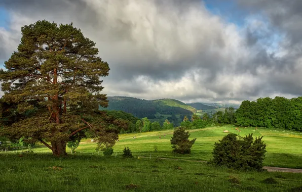 Greens, field, forest, summer, the sky, grass, clouds, mountains