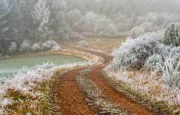 Picture road, trees, frost