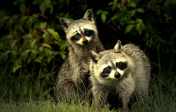 Leaves, the dark background, raccoon, a couple, the bushes, raccoons, photoart, two raccoons