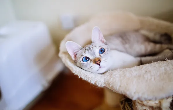 Picture cat, cat, look, comfort, room, lies, fur, blue eyes