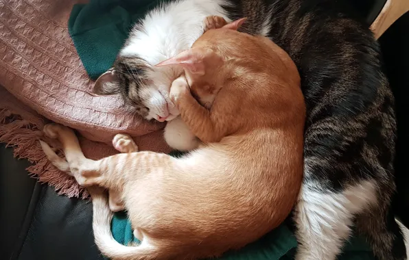 Cat, cats, day, Pets, sleeping cat, sleeping cats, day dream, the cat sleeps