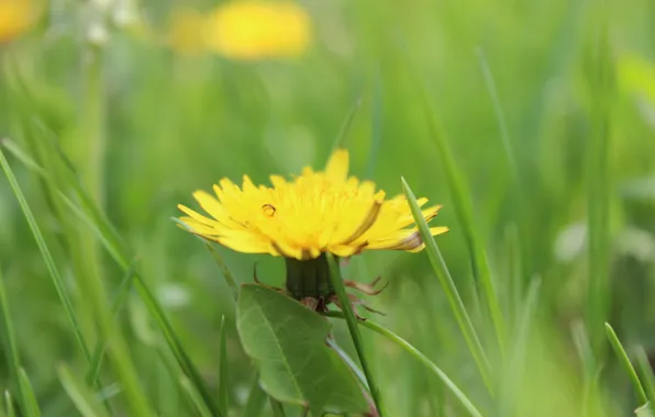 Picture summer, Rosa, green, dandelion