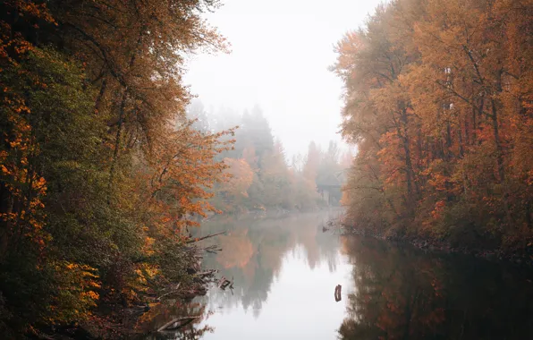 Trees, bridge, fog, reflection, river, mirror
