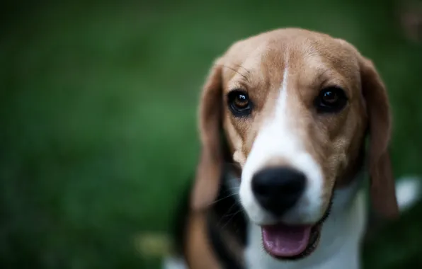 Picture each, dog, Beagle