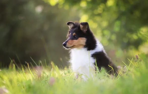 Grass, nature, glade, dog, puppy, sitting, bokeh, collie