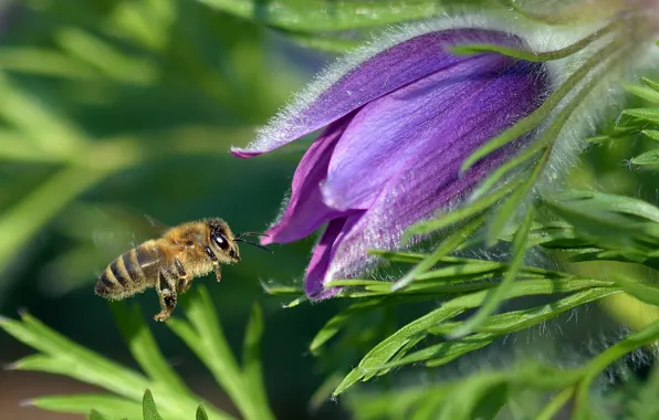 Greens, flower, leaves, macro, bee, lilac, pollen, spring