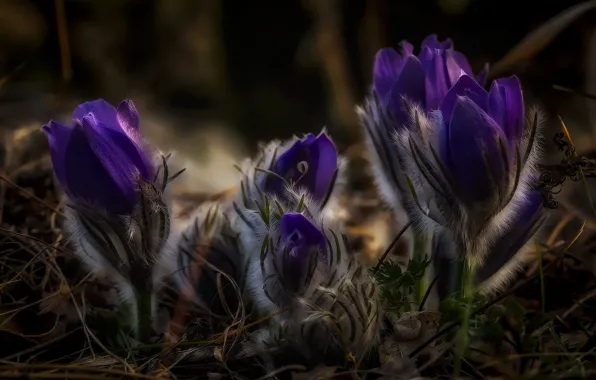 Flowers, the dark background, treatment, spring, purple, buds, bokeh, anemones
