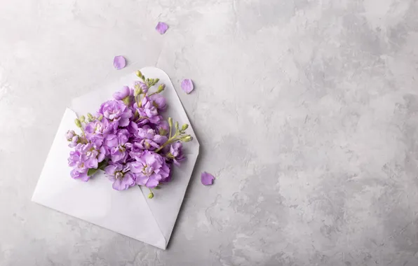 Flowers, flowers, the envelope, spring, violet