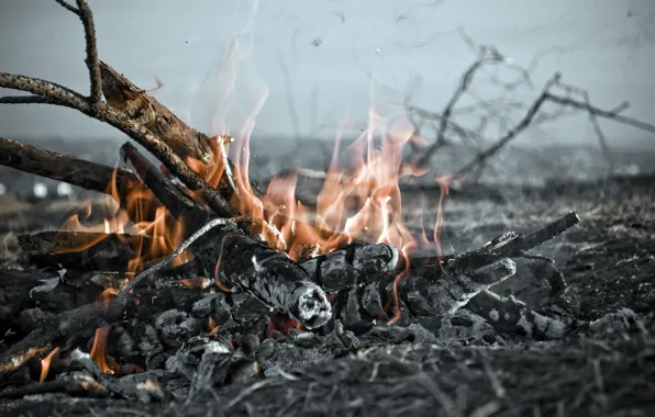 Picture FIRE, COAL, TREE, SMOKE, FLAME, MACRO, BRANCHES, The FIRE