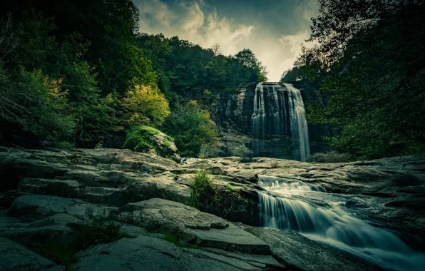 Forest, waterfall, stream