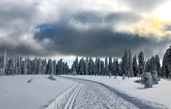 Winter, road, forest