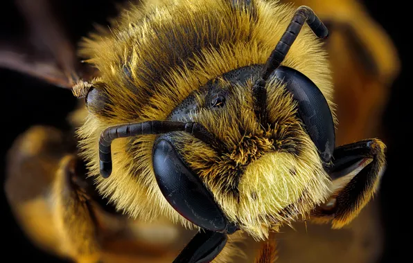 Picture nature, bee, insect, andrena rudbeckiae