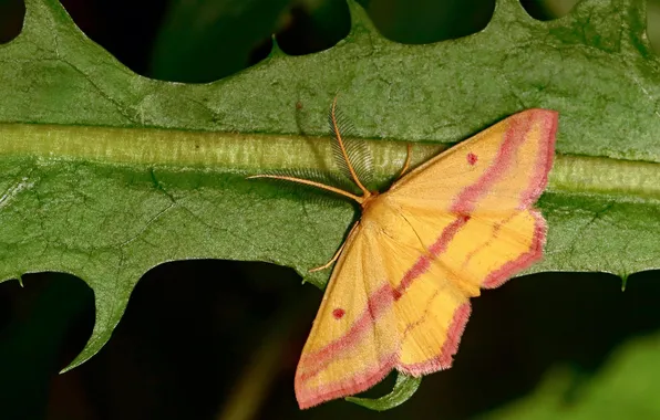 Sheet, microsemi, wings, Butterfly, insect, beautiful, closeup