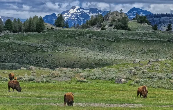 Picture Yellowstone National Park, Lamar Valley, bison