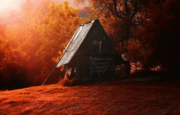Forest, trees, red, house, old, hut