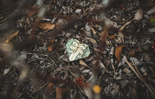 Leaves, berries, dollar, bokeh, gift box, mesh