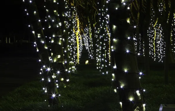 Decoration, trees, night, holiday, garland, photographer, fairy lights, Ruan Bezuidenhout