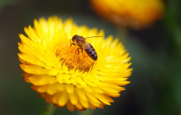 YELLOW, FLOWER, INSECT, BEE, POLLEN