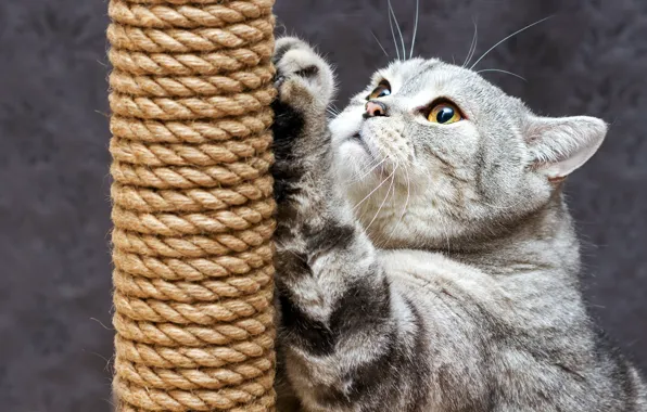 Cat, cat, face, foot, Scottish, scratching post
