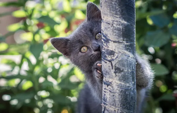 Cat, look, nature, pose, kitty, grey, tree, claws